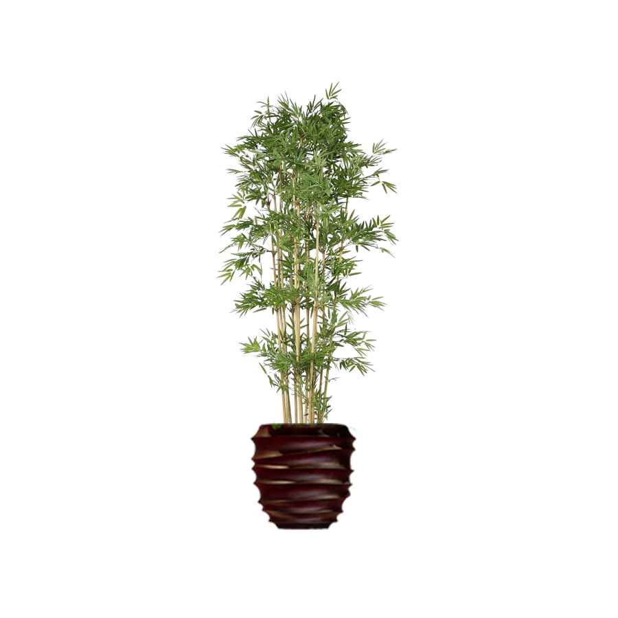 Bamboe